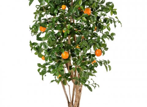 Апельсиновое дерево с плодами 180см.