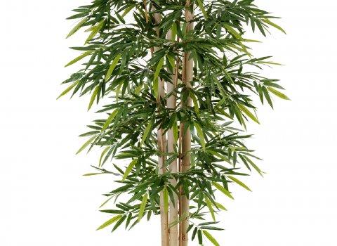 Бамбук Новый гигантский от 150 до 300см.