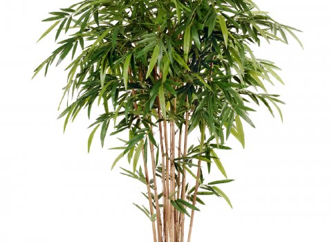 Бамбук Новый натуральный от 150 до 270см.