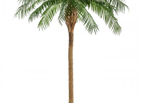 Финиковая пальма де Люкс от 240 до 300см.